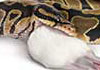Snake eating a mouse